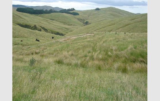 PUKETAI