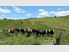 Kapiti Farm - offers close Wednesday 13 June 2012