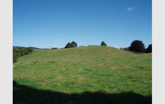 Kauri, Grazing, And Regenerating Native Bush