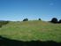 Kauri, Grazing, And Regenerating Native Bush