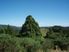 Kauri, Grazing, And Regenerating Native Bush