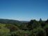 Kauri, Grazing, And Regenerating Native Bush