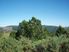 Kauri, Grazing, And Regenerating Native Bush
