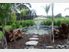 Horses for courses in Kerikeri
