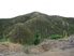 Forestry Investment Bay of Plenty