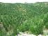 Forestry Investment Bay of Plenty