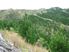 Forestry Investment Bay of Plenty