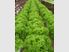 Hydroponics, Lifestyle and Home