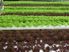 Hydroponics, Lifestyle and Home