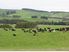 Dairy Grazing or Conversion