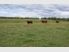 Totara Lowlands Lifestyle Property