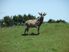 Coastal Grazing Hokitika