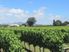 ASKERNE WINERY // VINEYARD