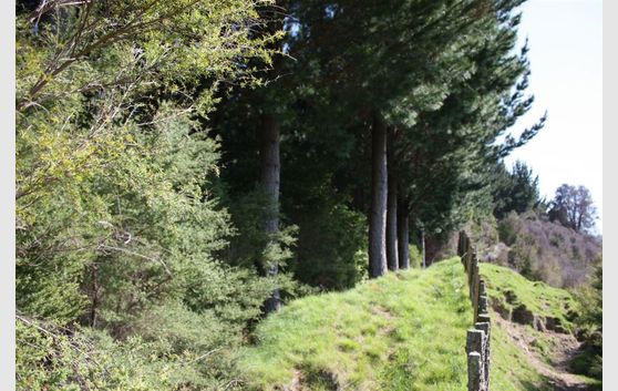 Forestry at it's Best. Lot 17, Pine Farm 47
