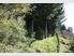 Forestry at it's Best. Lot 17, Pine Farm 47