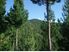 Forest Block. Lot 49, Pine Farm 65