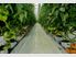 Pukekohe - Lifestyle & Greenhouse Income