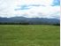 500 Cows Reefton