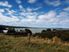 HARBOURFRONT 50 ACRES AND HOUSE