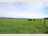 Tender Te Anau Deer Farm