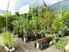 GARDEN CENTRE and GIFTS