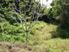 Tropical Forest Section Coral Coast Fiji