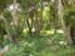 Tropical Forest Section Coral Coast Fiji