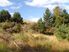 High Alpine Paradise Rediscovered