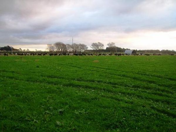 palmerston north central top performing silt loam